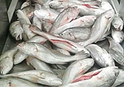 White Drum